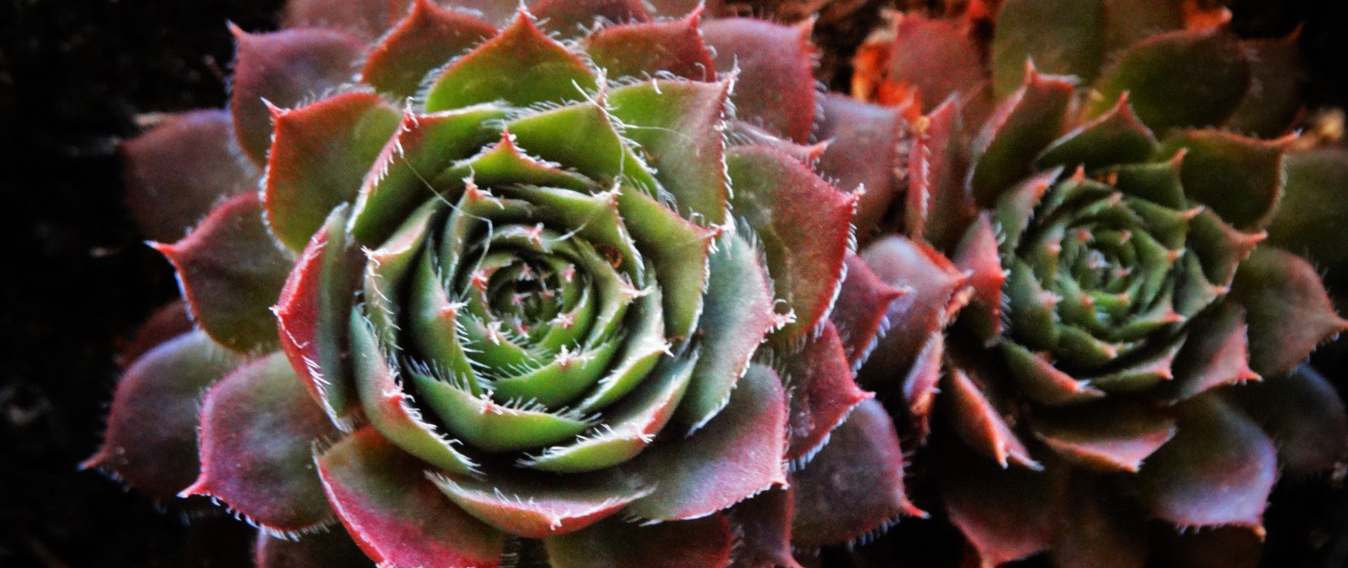 /media/jbkbap0f/succulent-5995256_1920-afbeelding-van-keziaschen-via-pixabay_1920_810.jpg